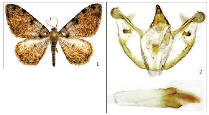 Monocerotesa galloi Gianti, sp. n., 1. Adult, 2. Male genitalia