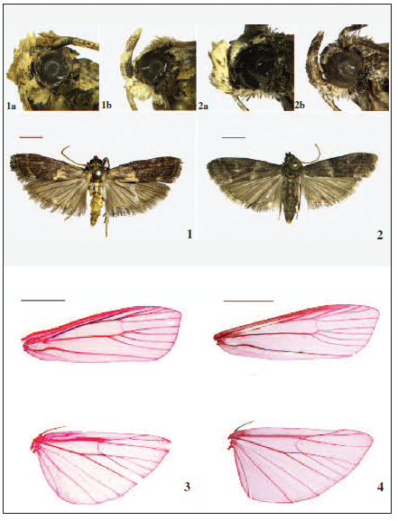 Glyptoteles species. 1. G. proalatirubens Ren & Li, sp. n., paratype, 1, (1a, male labial palpus; 1b, female labial palpus); 2. G. leucacrinella Z., 0, (2a, male labial palpus; 2b, female labial palpus); 3. G. proalatirubens Ren & Li, sp. n., paratype, 1, venation, slide No. RYD04648m; 4. G. leucacrinella Z., 0, venation, slide No. LHX14073f. (scales = 2.0 mm).
