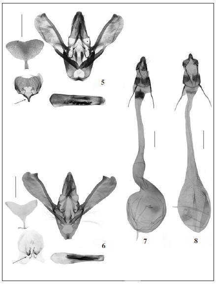 Genitalia of Glyptoteles species. 5-6. Male: 5. G. proalatirubens Ren & Li, sp. n., holotype, slide No. RYD04648; 6. G. leucacrinella Z., slide No. RYD04706 (scales = 0.5 mm). 7-8. Female: 7. G. proalatirubens Ren & Li, sp. n., paratype, slide No. LHX14076; 8. G. leucacrinella Z., slide No. TKJ14014 (scales = 0.5 mm; arrow: eighth sternite).
