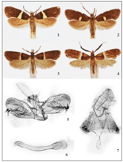 Adults of Eidophasia, 1-2. E. messingiella, USNM. 3-4. E. infuscata (3. Male, 4. Female), ZSM. 5- 7. Male and female genitalia of Eidophasia infuscata, 5. Male genital capsule. 6. Phallus. 7. Female abdomen VIII and genitalia.