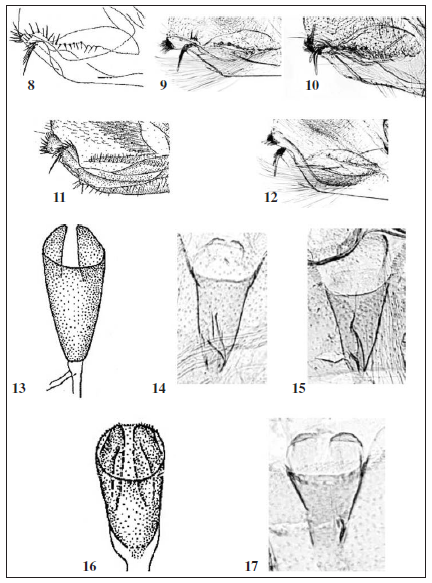 Comparison of Eidophasia messingiella (8, 9, 13, 14), E. infuscata (10, 15), and E. albifasciata (11, 12, 16, 17). 8-12; Male sacculus; 13-17. Female antrum; 8, 11, 13, 16. modified from MORIUTI (1977).