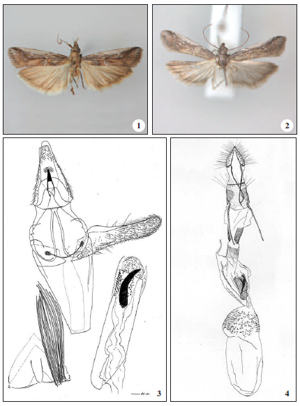 Pempeliella canariella Asselbergs, sp. n., 1. male adult (holotype); 2. female adult (paratype); 3.male genitalia (holotype); 4. female genitalia (paratype).