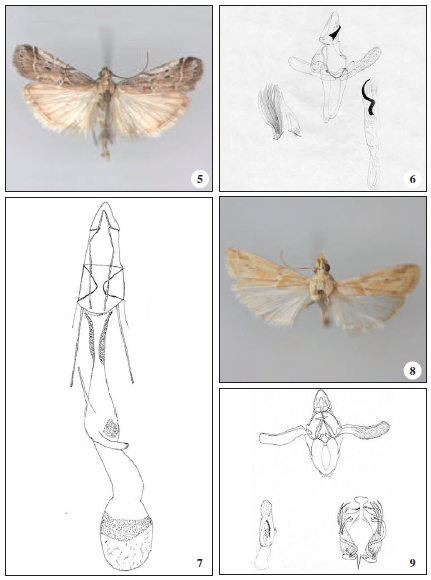 Pempeliella ardosiella (Ragonot), 5. male adult; 6. male genitalia; 7. female genitalia (after LERAUT, 2014); 8-9. Gymnancyla pempeliella (Ragonot); 8. male adult; 9. male genitalia.