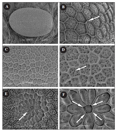 SEM photos of B. scopigera egg A. General view of egg; B. Polygons divided by low ridges; C. Polygons (pentagon and hexagon) on chorion surface; D. Aeropyles; E. Micropylar area and rosette cells of the egg; F. Four holes on micropyle pit.