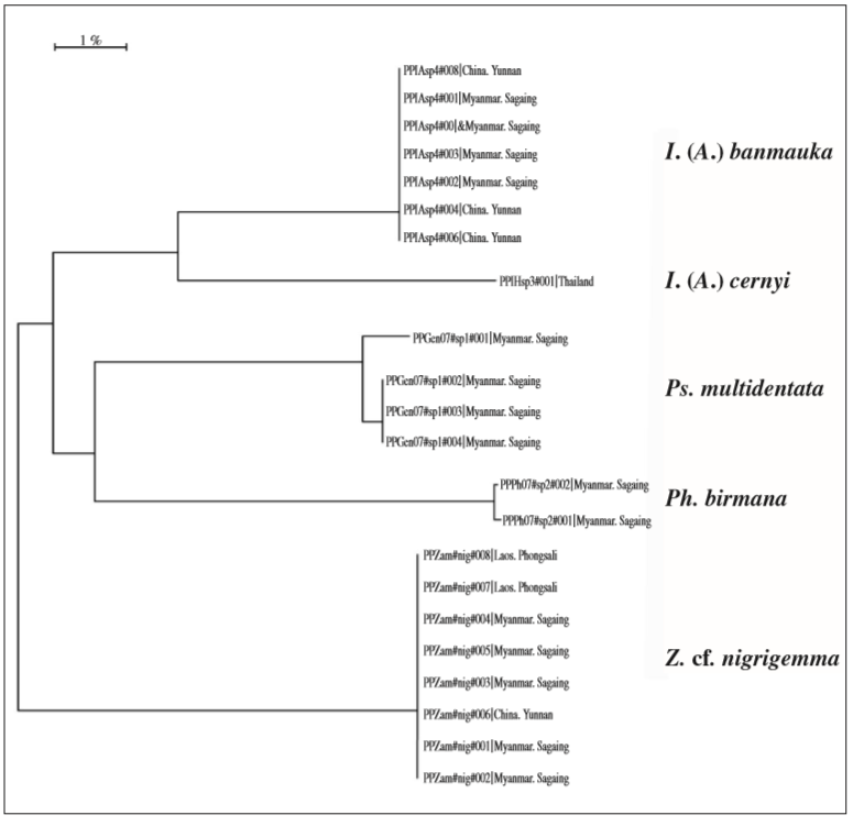  Neighbour-joining tree (K2P) of Pseudophacusa multidentata Efetov & Tarmann, sp. n., Illiberis (Alterasvenia) banmauka Efetov & Tarmann, 2014, Illiberis (Alterasvenia) cernyi Efetov & Tarmann, 2013, Phacusa birmana (Oberthür, 1894), and Zama cf. nigrigemma (Walker, 1854), based on COI mitochondrial DNA (barcode) sequences.