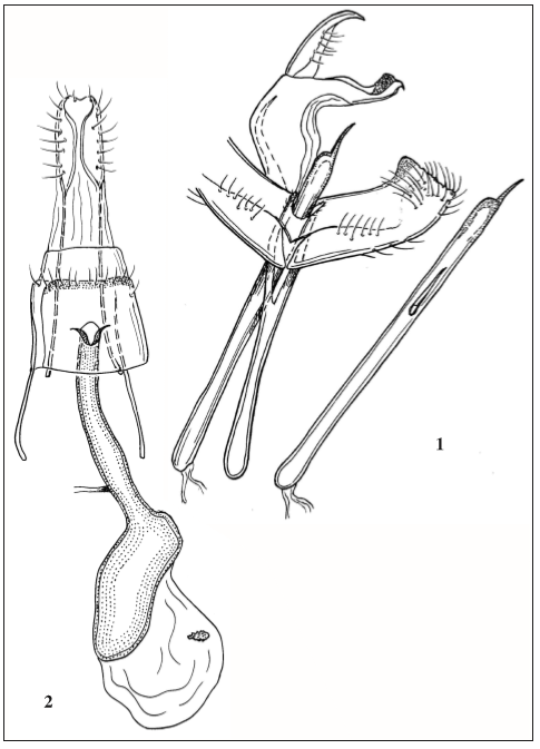 Epicallima einsleri (Amsel). 1. Male genitalia, paratype, 2. Female genitalia, paratype.
