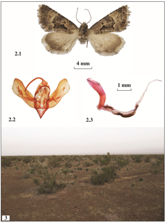 2. Main morphological characters. 2.1. Wing pattern of D. kisilkumensis, male; 2.2. Andropigio, 2.3. Aedeagus with everted vesica. 3. Habitat of D. kisilkumensis in the Shirahmad wildlife refuge in NE Iran. Sparse bushes and shrubs including Haloxylon, Peganum and sagebrushes occur in this habitat at an altitude of 985 m.