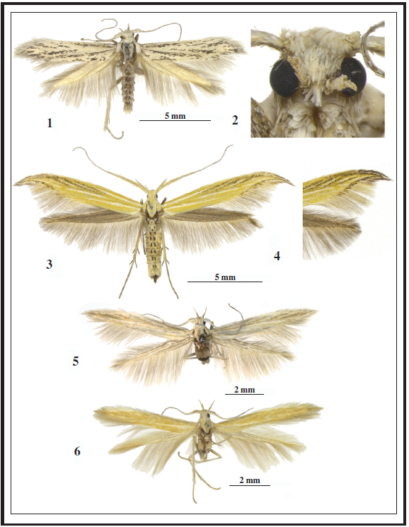 1. Coleophora maculata Baldizzone, sp. n., paratype 1. 2. Idem, ventral view of head (scale 500 μm). 3. C. landryi Baldizzone, sp. n., paratype 0, Turkey, Erzincan, 5 km östl. Altköy, Fahrweg Kürelik, 6-VII-2001, leg. G. Baisch, coll. Baldizzone. 4. Idem, paratype 0, apical part of the wings, same locality, 5-VII-2001, leg. G. Baisch, coll. Baldizzone. 5. C. noravanki Baldizzone, sp. n., holotype 1. 6. C. annekristinae Baldizzone, sp. n., holotype 1.