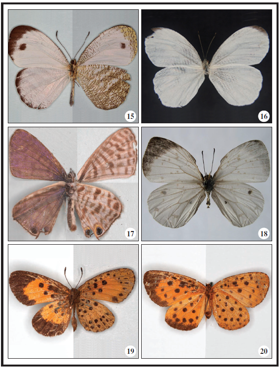 15. Leptosia marginea (Mabille, 1890) (reverso y verso); 16. Leptosia nupta (Butler, 1873); 17. Leptotes pirithous (Linnaeus, 1767) (reverso y verso); 18. Larinopoda lagyra (Hewitson, 1866) (reverso y verso); 19. Pentila rotha Hewitson, 1873 (reverso y verso); 20. Pentila fidonioides Schultze, 1923 (reverso y verso).