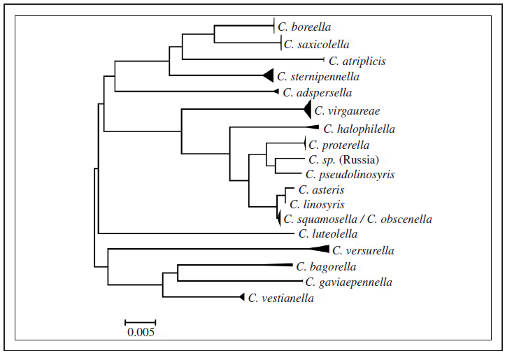 Neighbour joining tree of C. proterella Wikström & Tabell, sp. n. and an assortment of seed-feeding Coleophora species based on sequences of COI gene (658 bp).
