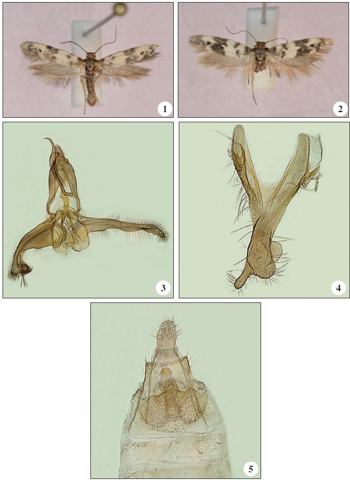 Enolmis delnoydella Groenen & Schreurs, sp. n., 1. Male; 2. Female; 3. Male genitalia, slide FG2911, 4. Male genitalia S8, slide FG2911, 5. Female genitalia, slide AS1406.