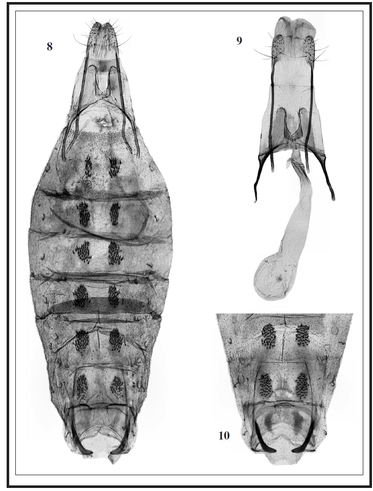8. C. hiberica Baldizzone - Allotypus of C. murciana Toll (PG 443 Toll). 9. C. hiberica Baldizzone, female genitalia: PG Bldz 7513 “Hispania, prov. de Granada, Camino de Capileira, 1250 m, 14-VII-1985, G. Baldizzone y E. Traugott-Olsen”, coll. Baldizzone. 10. Idem, abdomen (PG Bldz 7513).