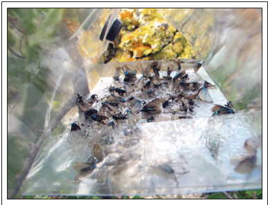 Sticky trap baited with 2-butyl 2-dodecenoate with 56 males of J. notata, vic. Belogorsk, Mt. Sary- Kaya, 1-VI-2014.