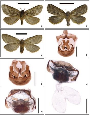 Adults. 1. Thitarodes nebulosus; 2. T. quadrata sp. n., male, holotype; 3. ditto, female, paratype (Scale bar = 1 cm). 4-7. Genitalia. 4. Male genitalia of Thitarodes nebulosus (original); 5. ditto (assembled); 6. Female genitalia of T. quadrata sp. n., paratype; 7. ditto, enlargement of ninth abdominal sternum.