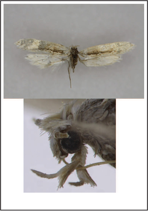 Rhigognostis hausmanniella sp. nova. 1. External appearance. 2. Labial palp.