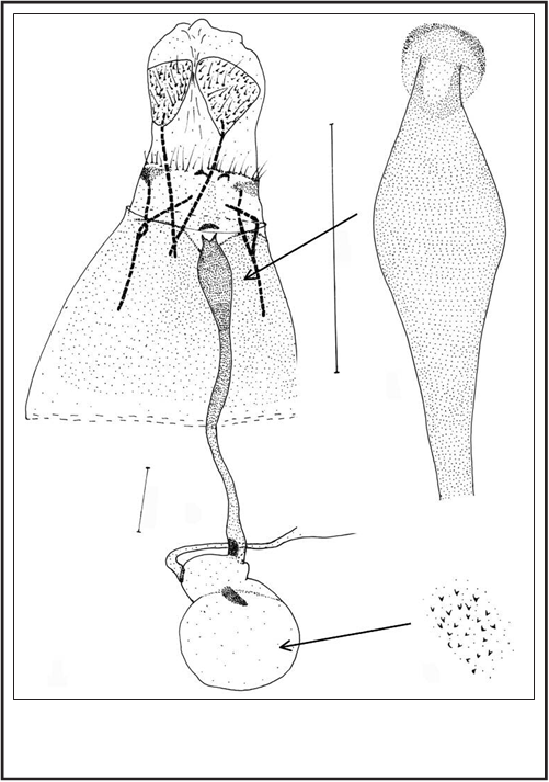 Female genitalia: a. general view, b. antrum, c. denticles on corpus bursa.