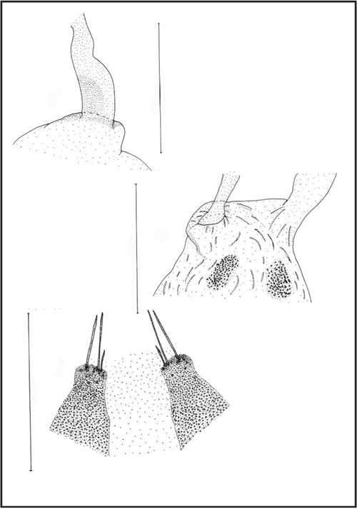 Female genitalia:, d. parts of ductus near bursa copulatrix, e. signum, f. setosae humps on sternite IX.