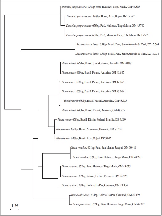 – “Neighbor-joining (NJ) tree” baseado em Kimura-dois-parâmetros para COI (citocromo oxidase I) mtDNA barcodes de 8 espécies de Iliana, Emmelus e Austinus, indicando pares de bases, procedências e os números testemunha na coleção DZUP (DZ) ou OM.