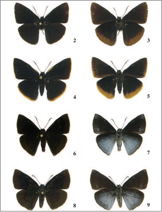 Iliana peruvianus; 1, vistas dorsal e ventral, X-1996, Tingo María, Huánuco, Perú, M. Büche leg., OM 47.217. 4-5. Iliana bolivianus Mielke & Casagrande, sp. n.; holótipo 1, vistas dorsal e ventral. 6-7. Iliana miersi Mielke & Casagrande, sp. n..; holótipo 1, vistas dorsal e ventral. 8-9. Alótipo 0, vistas dorsal e ventral.