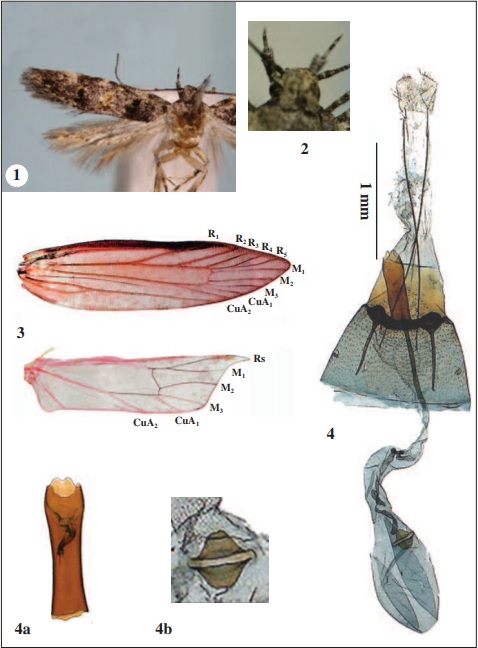 Teleiodes cyliniata Park, sp. n.: 1. adult; 2. head, 3. venation of both wings; 4. female genitalia; 4a. ditto, close-up antrum; 4b. ditto, close-up signum.