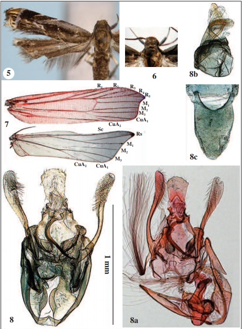 Helcystogramma haryensis Park, sp. n.; 5. adult; 6. head; 7. venation of both wings; 8. male genitalia; 8a. ditto, lareal view with aedeagus; 8b. ditto, aedeagus; 8c. ditto, abdominal tergite VIII.