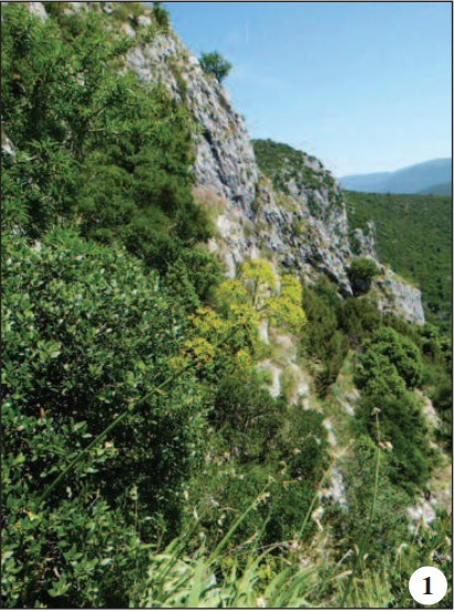 A typical habitat of Papilio alexanor Esp. in Croatia with larval host plant Opopanax chironium (L.) Koch in the foreground.