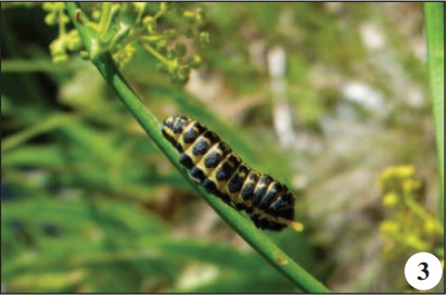 Third instar caterpillar of Papilio alexanor Esp. resting on Opopanax chironium.