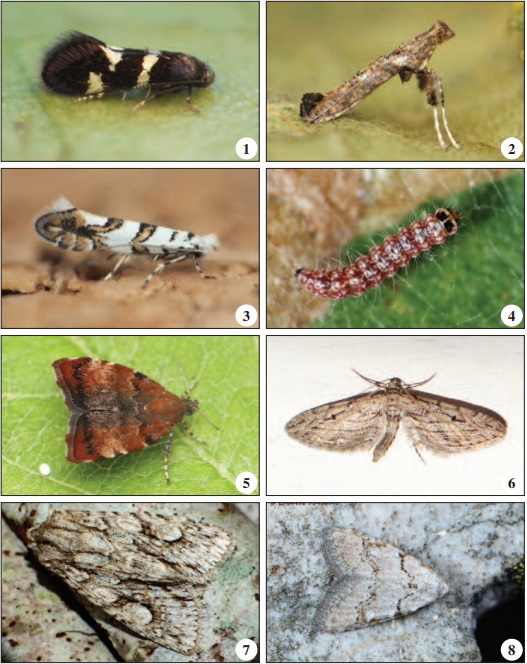 – 1. Antispila petryi Martini, 1898, Moinho do Caniços (J. Nunes). 2. Caloptilia cuculipennella (Hübner, 1796), França (J. Nunes). 3. Phyllonorycter ochreojunctella (Klimesch, 1942), Moinho do Caniço (J. Nunes). 4. Atemelia torquatella (Lienig & Zeller, 1846), larva, Moinho do Caniço (A. Gonçalves). 5. Choreutis pariana (Clerck, 1759), Valongo (J. Nunes). 6. Eupithecia rosmarinata Dardoin & Millière, 1865, Corte do Gago (V. Jacinto). 7. Meganephria bimaculosa (Linnaeus, 1767), Cabecico da Vinha (A. Gonçalves). 8. Nola thymula (Millière, 1867), Vale de Águia (E. Marabuto).