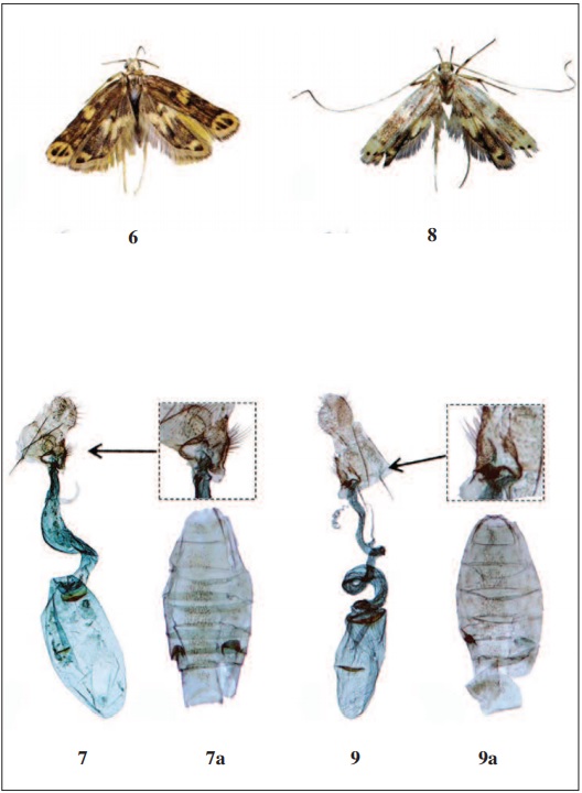 – 6-7. Gonaepa nagaensis Park, sp. n.: 6. Adult; 7. Female genitalia; 7a. Abdomen; 8-9. Gonaepa cordata Park, sp. n.: 8. Adult; 9. Female genitalia; 9a. Abdomen.