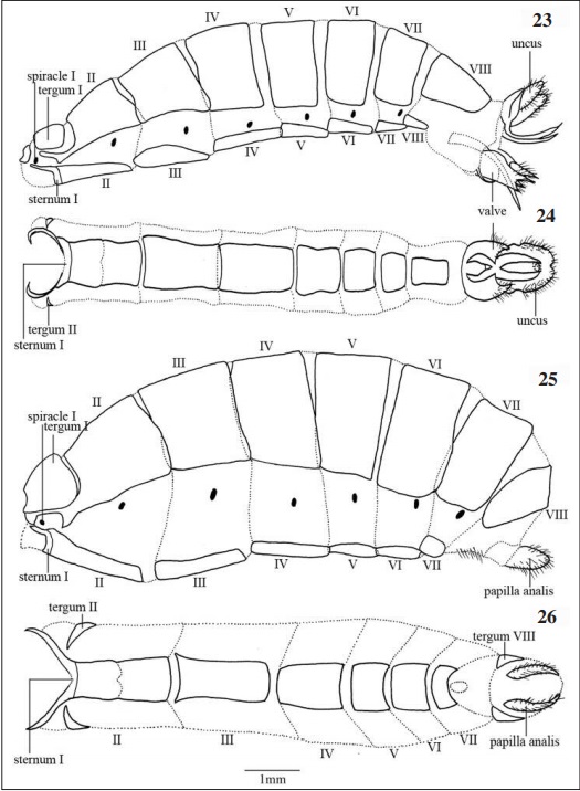 – Stalachtis phlegia susanna. Male abdomen: 23. lateral view; 24. ventral view. Female’s abdomen: 25. lateral view; 26. ventral view. Scale 1mm.
