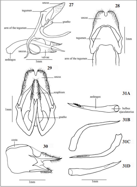 – Stalachtis phlegia susanna. Male genitalia: 27. lateral view; 28. dorsal view; 29. ventral view. Valvae: 30. lateral view. Aedeagus: 31A. ventral view; 31B-C. lateral view; 31D. dorsal view. Scale 1mm.