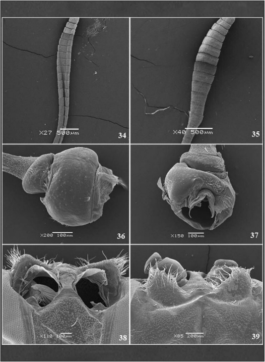 – Stalachtis phlegia susanna. Antenna: 34. inner lateral view; 35. external lateral view. Scape and pedicel: 36. dorsal view; 37. lateral view. Chaetosema: 38. frontal view; 39. dorsal view. Scale 1mm.