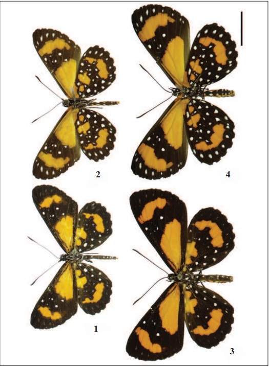 – Adult of Stalachtis phlegia susanna. 1-2. Male: (1) dorsal view; (2) ventral view. 3-4. Female: (3) dorsal view; (4) ventral view. Scale: 1mm.