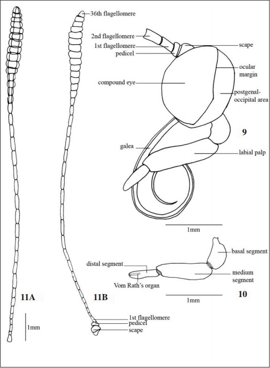 – Head of Stalachtis phlegia susanna. 9. lateral view. Labial palp: 10. lateral view. Antenna: 11A. inner lateral view; 11B. external lateral view. Scale 1mm.