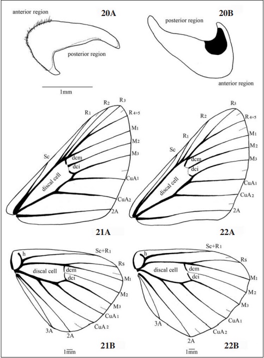 – Stalachtis phlegia susanna. Tegula: 20A. external lateral view; 20B. inner lateral view. Male wing: 21A. forewing; 21B. hindwing. Female wing: 22A. forewing; 22B. hindwing. Scale 1mm.