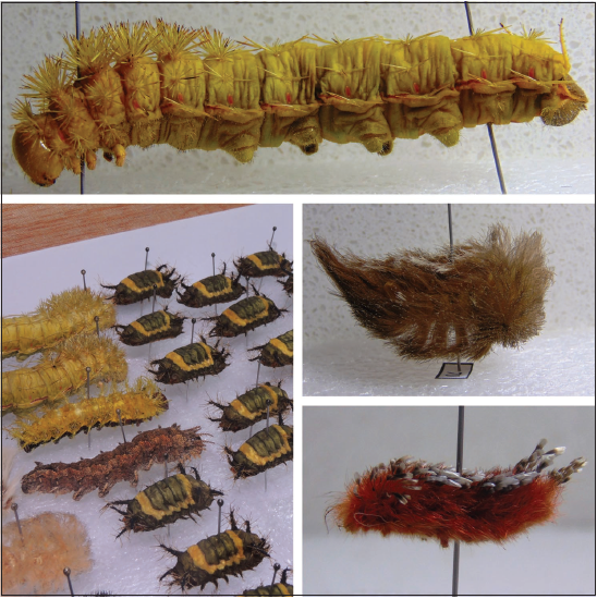 Colección de larvas Museo de Zoología de la Universidad de Sucre, preservación en seco por medio técnica de Inflación