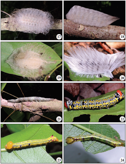 Especies de larvas y plantas nutricias recolectadas en fragmentos de bosque seco tropical en el departamento de Sucre-Colombia. MEGALOPYGIDAE: 17. Megalopyge basalis, 18. Megalopyge opercularis, 19. Megalopyge sp., 20. Podalia sp. NOCTUIDAE: 21. Catocala sp., 22. Neophaenis respondens. NOTODONTIDAE: 23. Elasmia sp., 24. Lochmaeus sp.