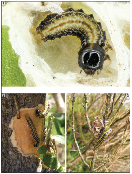 Cydalima perspectalis (Walker), larvae. 1. Overwintering first instar larva inside
cocoon; 2. Different instars feeding on box tree bark; 3. Young
and old instars feeding defoliating box tree. (Photo credits: 1,
D. Badano; 2-3 ARPAL, Li. Bi. Oss. Archive).