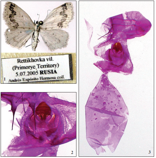  1. Female adults of Scopula butleri Prout, 1913 in coll. Andrés Expósito-Hermosa (AEH). 2-3.– Female genitalia of Scopula butleri Prout. 2. Genitalias AEH 3291. 3. AEH 3295 (fig. 3).