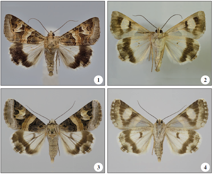 Adults. 1-2. Drasteria philippina (Austaut, 1880). 3-4. Drasteria cailino (Lefebvre, 1827).