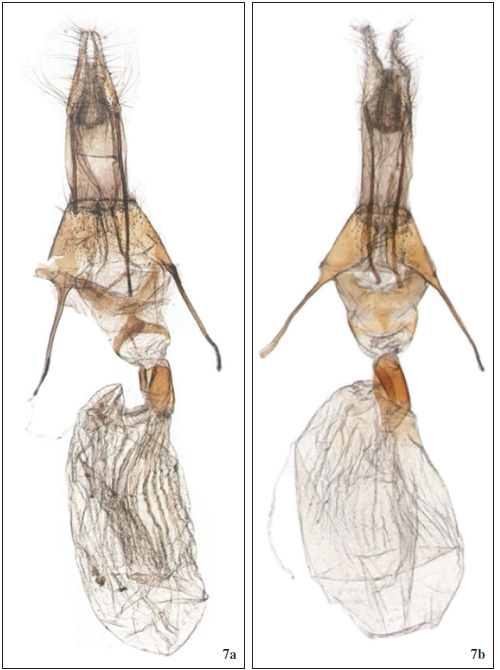 Female genitalia: 7A.Drasteria philippina (Austaut, 1880), RL460 Tunisia. 7B. Drasteria cailino (Lefebvre, 1827), RL461 France.