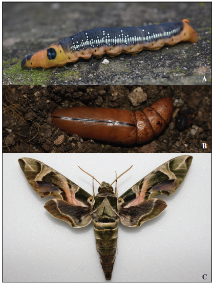 Specimens of Daphnis nerii found at Mallorca. a) Larva in pre-pupal stage, b) pupa of the sameindividual found at Manacor (Mallorca, Balearic Islands, Spain) and c) male adult found at Palma (Mallorca,Balearic Islands, Spain).