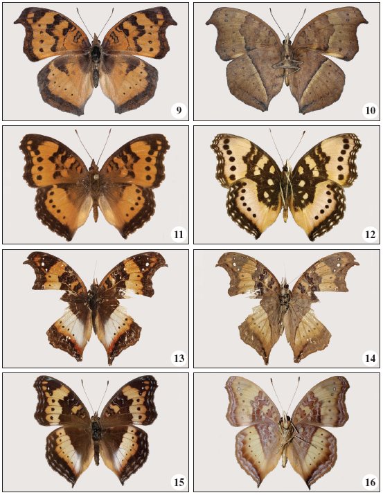 
9-12.Precis antilope (Feisthamel, 1850). 9.
(1 - BS-17694), DSF (f. antilope) from Henrique de Carvalho, dorsal.
10. Id, ventral. 11. (1 -CZ-2206), WSF (f. simia) from
Chianga, dorsal. 12. Id, ventral. 13-16.– Precis pelarga (Fabricius,
1775). 13. (1 - CZ-3064), DSF (f. leodice) from Cameia, dorsal. 14.
Id, ventral. 15. (1 -CZ-3037), WSF (f. pelarga) from Sta Cruz
/ Luso, dorsal. 16. Id, ventral