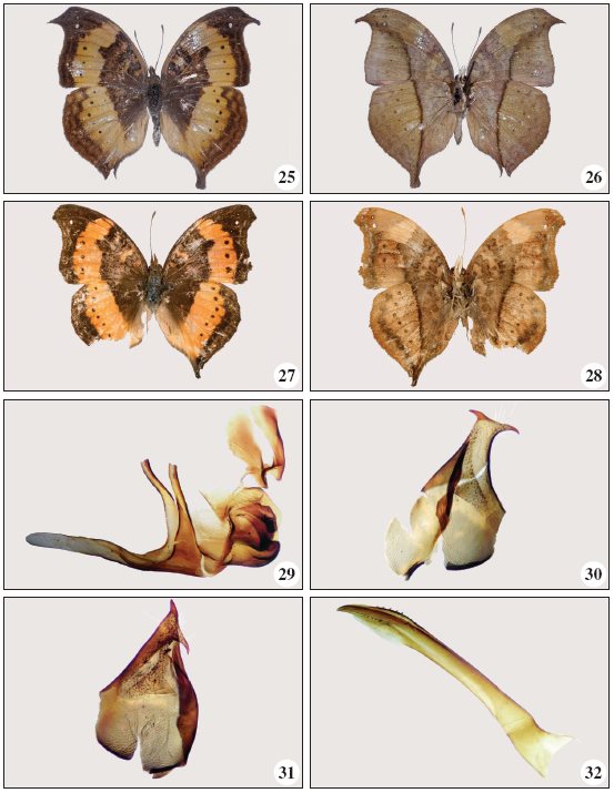 Precis larseni Mendes,
Bivar-de-Sousa & Vasconcelos sp. n. 23. (1 holotype - BS-17687), DSF
from Béu, dorsal. 24. Id, ventral. 25. (0 paratype - BS-17688),
DSF from Lumeje, dorsal. 26. Id, ventral. 27. (1 paratype -
BS-17690) from Teixeira de Sousa, WSF, dorsal. 28. Id, ventral. 29. Male
genitalia: saccus, part of vinculum, juxta and uncus. 30. Id, valva. 31.
The other valva. 32. Id, edeagus