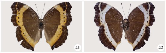 Precis archesia archesia (Cramer, 1779). 41.
(0 - BS-17708), WSF (f. pelasgis) from Lumeje, dorsal. 42. Id,
ventral.