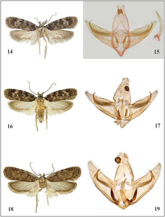 Adult (left) and male genitalia (right). 14-17.Depressaria
cinderella Corley, 2002. 14-15. Portugal, Alentejo, Portalegre,
05-VI-1996, Paratypus. 16-17. Aldeaquemada, 20-VI-2013. 18-19.Depressaria
floridella Mann, 1864, Albarracín, 26-VI-2001.
