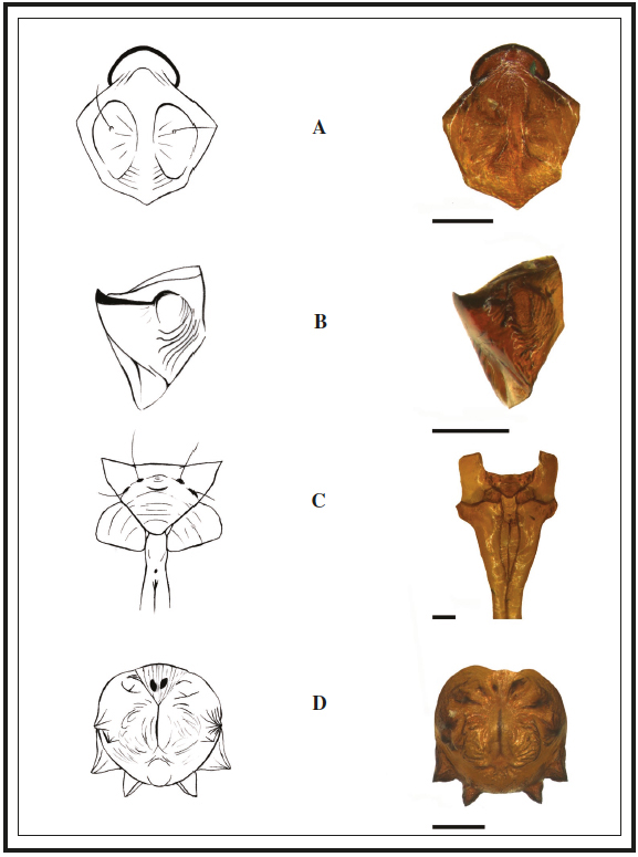Morphology of Bembecia fibigeri pupa:
