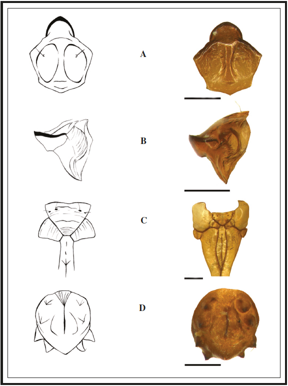 Morphology of Bembecia iberica pupa: