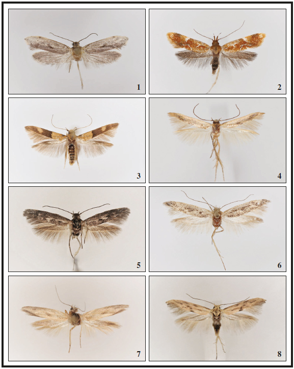 New data on Praydidae, Oecophoridae, Stathmopodidae, Scythrididae and ...