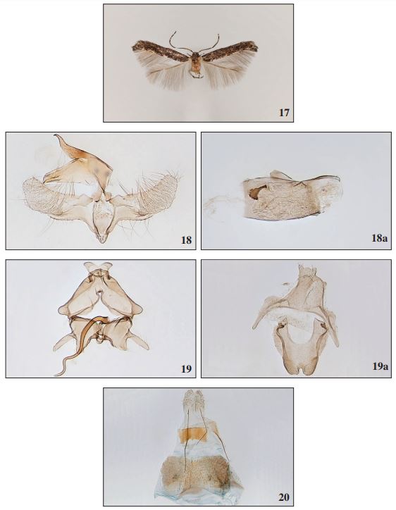 17. Coccidiphila gerasimovi Danilevsky, 1950, ♂, Tenerife, 9 mm. 18. Tortilia flavescens Falck & Karsholt, sp. n., Gran Canaria, ♂, GP2886PF. 18a. Phallus, GP2814PF. 19. Scythris brithae Falck & Karsholt, sp. n., Gran Canaria, ♂, GP2860PF. 19a. Segment VIII. 20. Scythris brithae Falck & Karsholt, sp. n., Gran Canaria, ♀, GP2733PF.